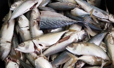 des poissons toxiques sur le marché