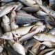 des poissons toxiques sur le marché