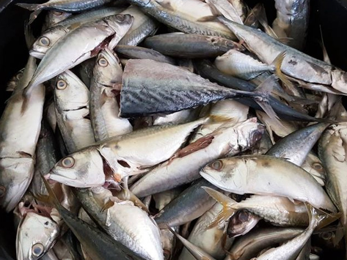 des poissons toxiques sur le marché