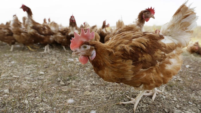 Togo : des foyers de grippe aviaire détectés dans plusieurs préfectures