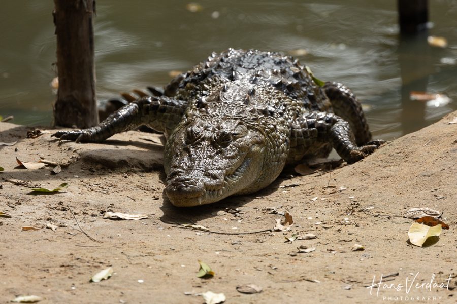 Crocodile