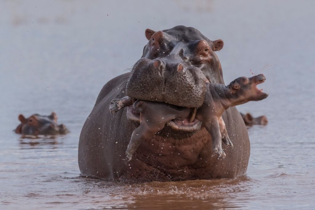 Hippopotame